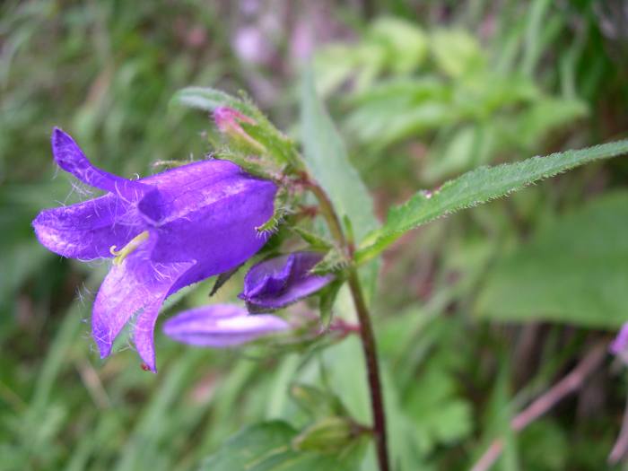  Image name: campanula comune4.jpg 
 width: 700 pixel 
 height: 525 pixel 
 Size: 36706 bytes 
 Click to enlarge 